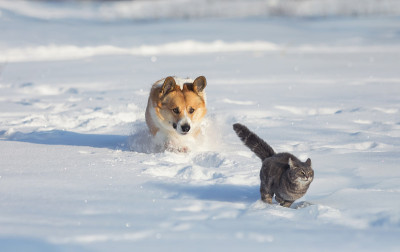 一只柯基犬在冬日花园的厚雪中追赶一只猫