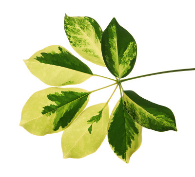 斑叶舍夫莱拉(金色五毛)，异国情调的热带叶，孤立在白色背景与修剪路径