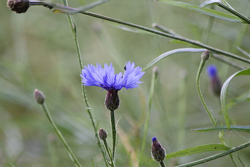 矢车菊