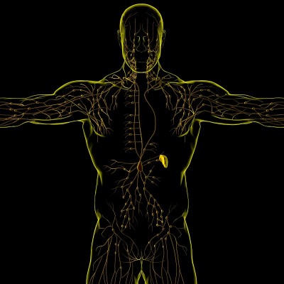 人体淋巴结解剖用于医学概念3D渲染
