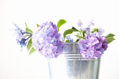 绣球花