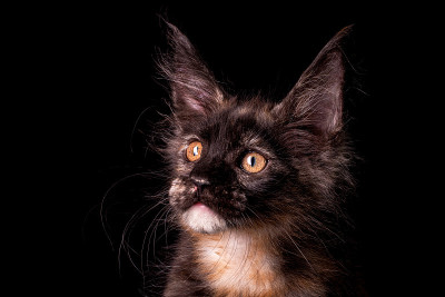 可爱可爱的缅因猫在黑色的背景。