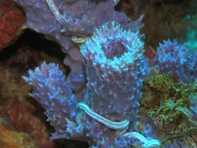 海海绵
