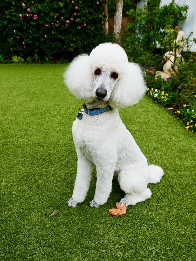 后院的标准贵宾犬
