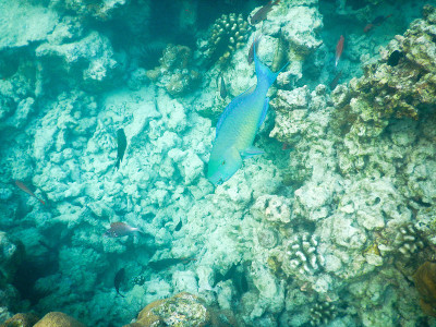 浮游生物及热带鱼
