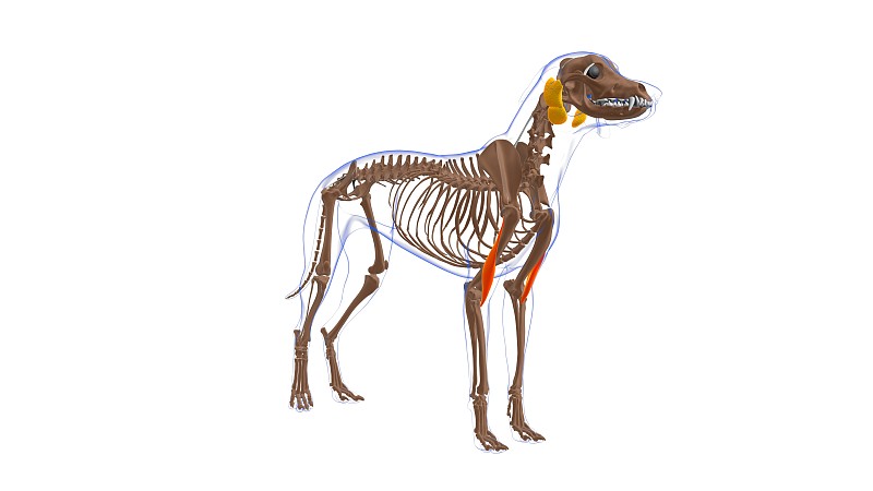 臂肌为医学概念3D狗的肌肉解剖