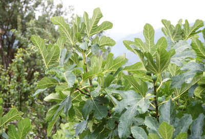 带雨滴的无花果灌木(无花果)