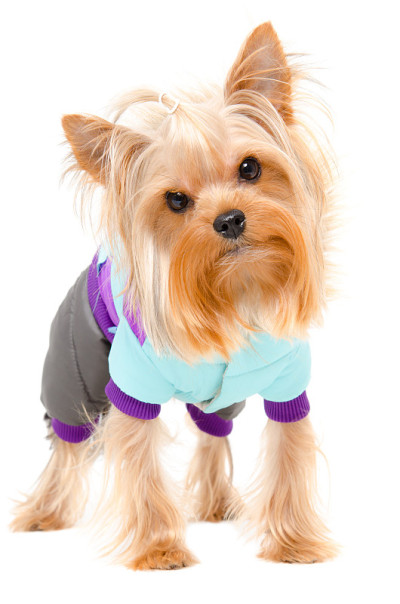 穿着暖和衣服的约克郡犬的肖像