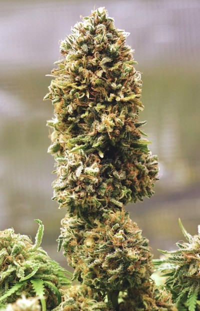 黑玫瑰糖