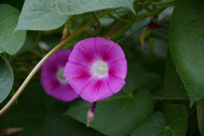 旋花(拉丁文:Ipomoea) â属旋花科植物(拉丁文。旋花科植物)