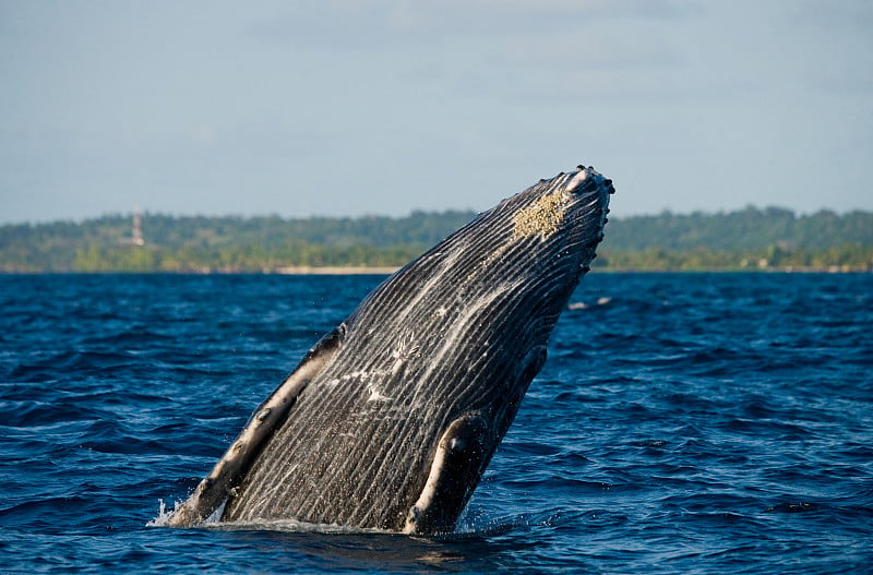 Humpback whale in the water.