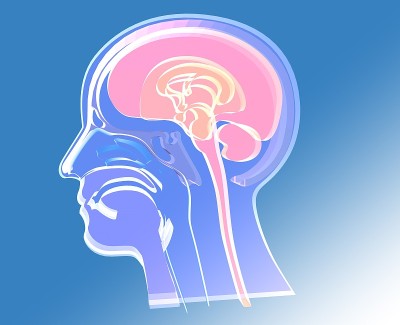 解剖三维插图的内部鼻孔和喉咙(耳鼻喉科)在一个男性人物。