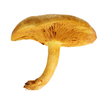 黄色的capnoides在白色