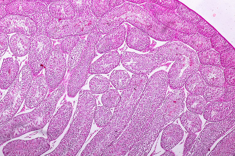 显微镜下睾丸组织横切面，用于教育。