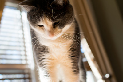 猫要扑过来了