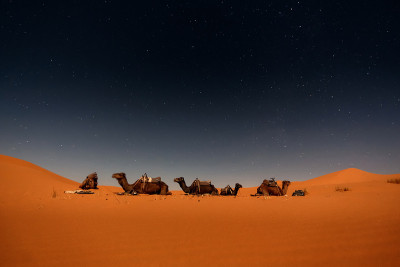 Merzouga沙丘上的骆驼