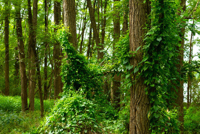 夏天的风景