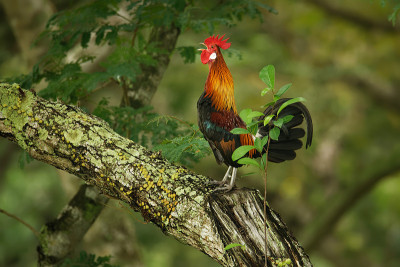 红原鸡:红原鸡科的热带鸟类。它是家鸡(Gallus Gallus domesticus)的主要祖先。