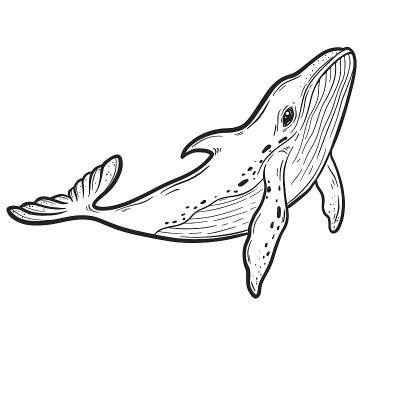 蓝鲸，手绘矢量插图。