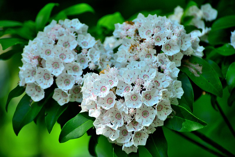 Kalmia latifolia