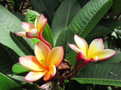 香味Plumeria