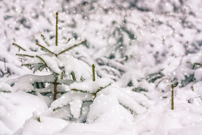 飘落的雪花