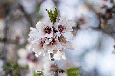 杏仁树开花