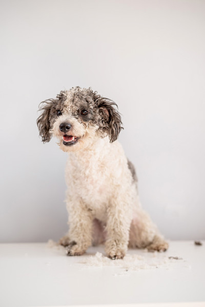 比熊犬正在美容师那里理发