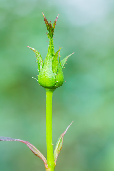 玫瑰花蕾