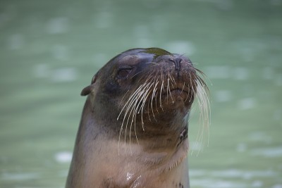 加拉帕戈斯海狗(Arctocephalus galapagoensis)的头伸出水面加拉帕戈斯群岛，
