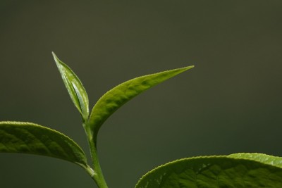 高原的绿茶嫩芽和嫩叶