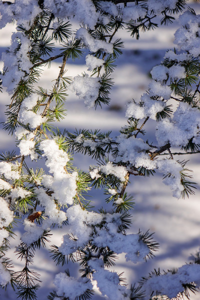 雪下的嫩枝