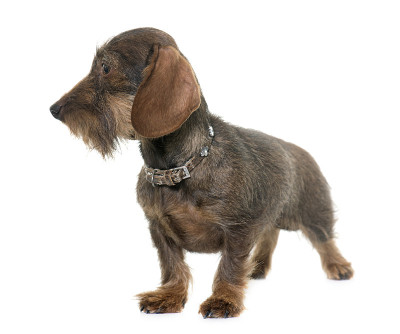 母铁丝毛腊肠犬