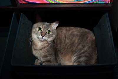 盒子里的猫