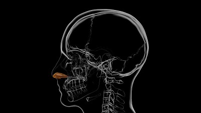 人体骨骼鼻翼软骨解剖3D