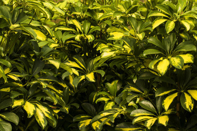 室内植物舍夫莱拉树