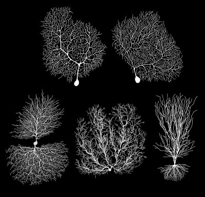 人类发育生物学神经元与细胞呈黑色