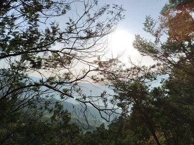 树在山上
