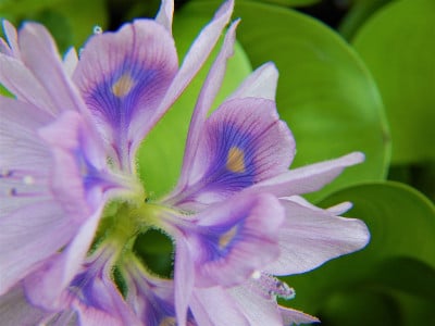 水葫芦花盛开