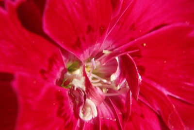 康乃馨(石竹)花的宏