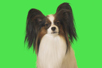 美丽的蝴蝶犬雄性在绿色的背景上