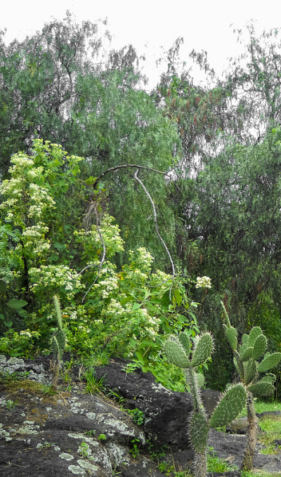 Cuicuilco圆形金字塔考古遗址。墨西哥东南部山谷的Texcoco湖的南岸。公元前1400年结算