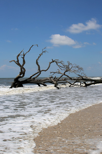 在南卡罗来纳海滩上，海浪撞击着死亡的浮木树