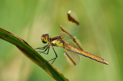 Sympetrum pedemontanum,女
