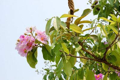 粉红色的花