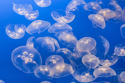 蓝色大海里的水母