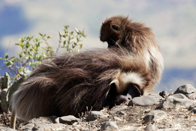 两个gelada狒狒(sitopithecus gelada)