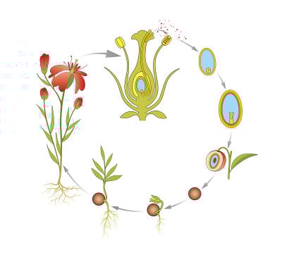 开花植物生活史