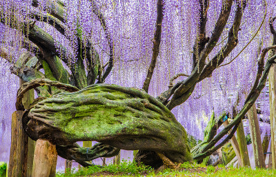 紫藤花，福冈，日本