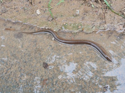 浅水鳗鱼
